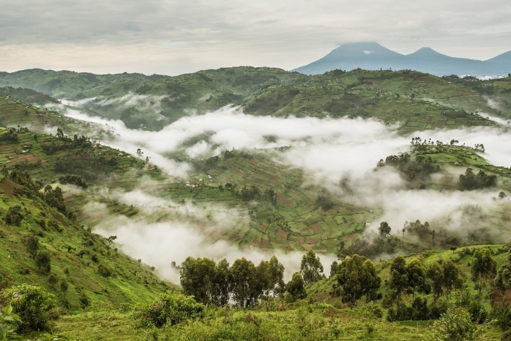 Where to go for MOUNTAINEERING Safaris in Uganda & Rwanda the misty jungle to find the mountain