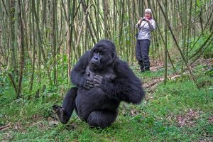 4 days flying gorilla safari risks you take as encountering the Trekking Activity