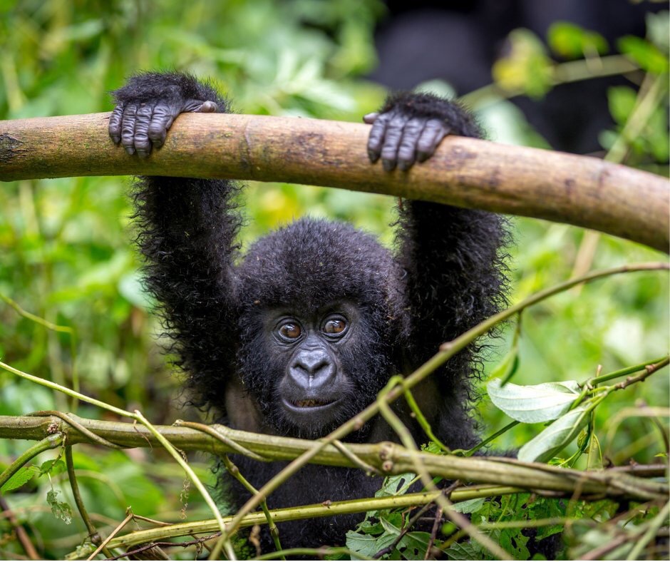 You can trek Gorillas in East Africa uganda