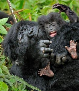 4 Days Rwanda Double Gorilla Tracking Safari