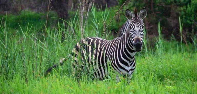 life of zebras in lake mburo