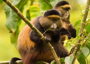 Le scimmie d'oro nel "Mgahinga Gorilla Park"