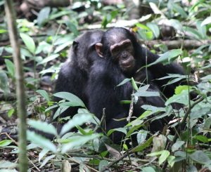 4 Days Chimpanzee Gorilla Trekking Uganda Safari