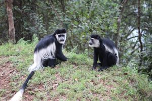 black and white colobus monkeys