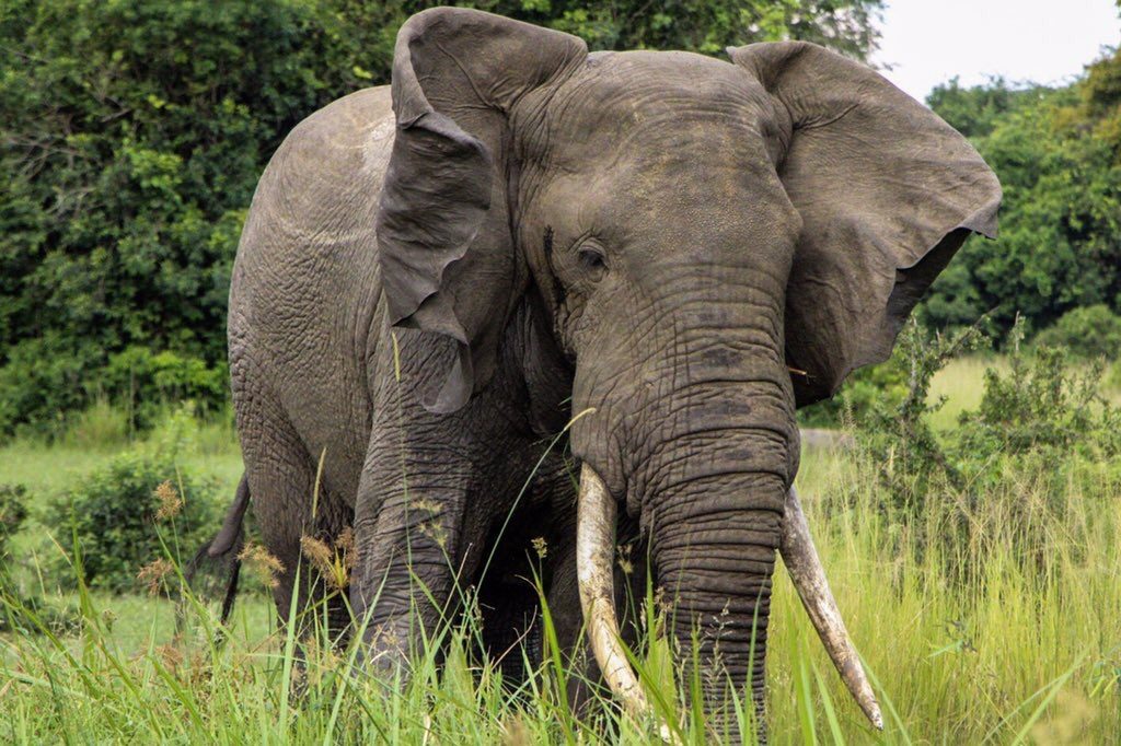 Best Places to See Elephants in Kenya