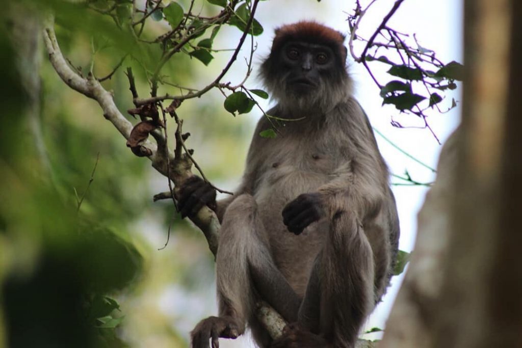 Red Colobus Monkey