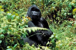 Safari di Gorilla Trek di 2 giorni