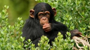 Day Trips Chimpanzee at Ngamba Island