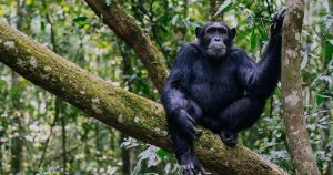 10 Days Gorillas and Chimpanzees and Golden Monkeys Habituation Safari | Uganda Great Apes