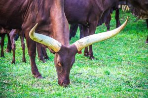 Ankole Traditional Marriage in Uganda