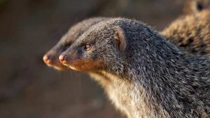 What do you know about Banded Mongoose?