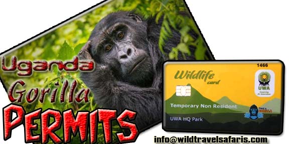 Gorilla permit Price in Uganda increases to $700 effectively July 2020
