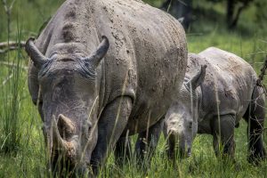 1 Day Rhino Tracking Safari Uganda