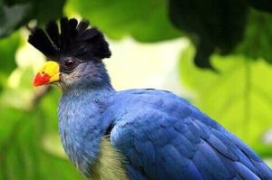 10 Days Birding Safari Uganda (Birding Uganda's Best Destination Sites with Expats