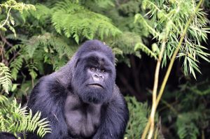 16 Days Uganda Safari Expedition Mountain Gorilla Habituation Experience