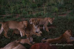 12 Days Holiday Safari Culture and Wildlife Tours