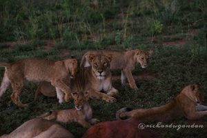 7 jours de suivi des gorilles bwindi et visite de la faune