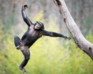 6 Days Chimpanzee Gorilla Primate Wildlife Safari
