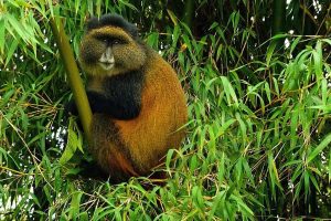 3 Days Tracking Golden Monkey Safari