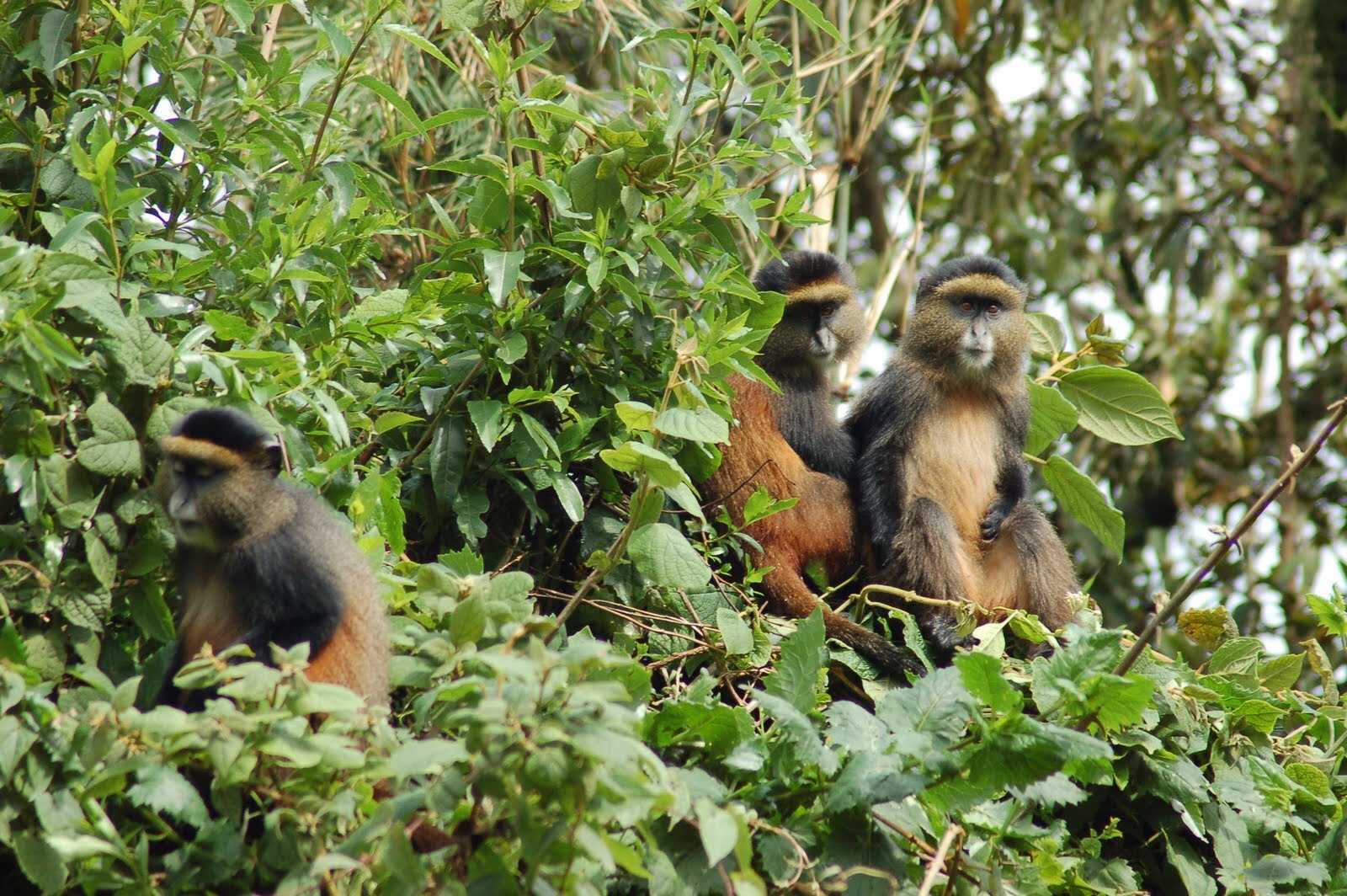Gorilla Tracking, Chimpanzees, Golden Monkeys