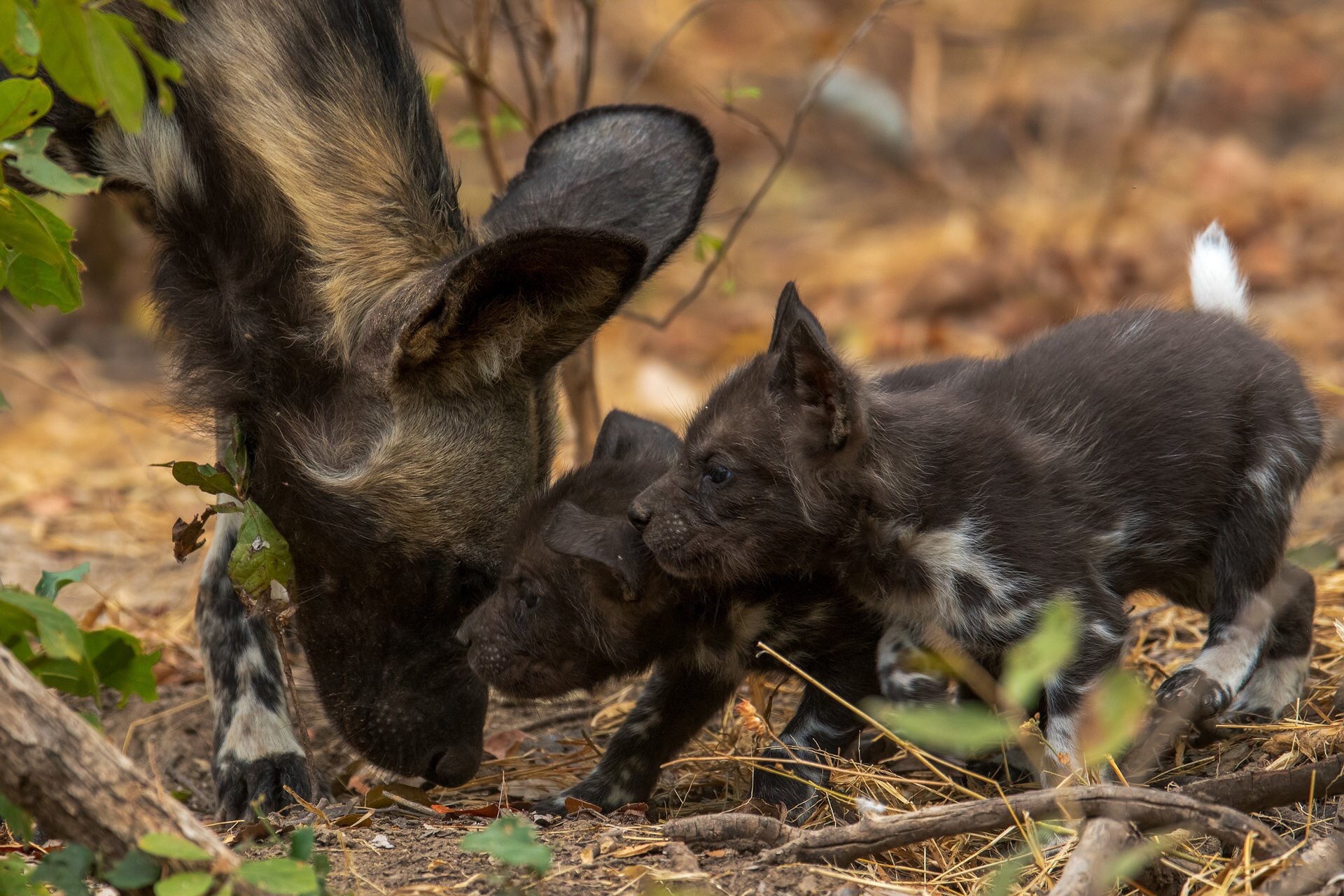 Kenya Holiday and wildlife safari