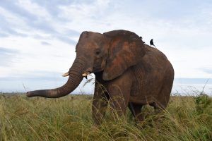 Best Places to see Elephants in Uganda.