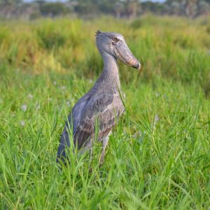 Helpful Birdwatching Tips and Precautions. Day Mabamba Swamp Birding Tour