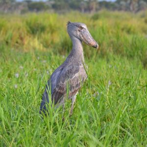 1 Day Mabamba Swamp Birding Tour