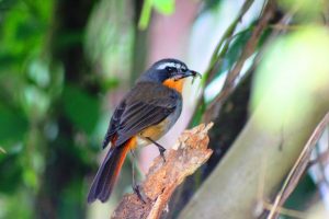 Cape Robin in Mgahinga Gorilla Park, Uganda