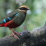 green breasted pitta - kibale-np-uganda_1-8-18_nik-borrow