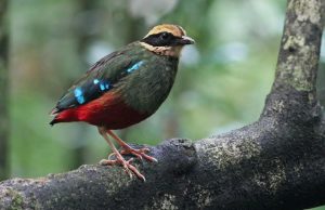 5 Unique Birds to See on a Birding Safari in Uganda green breasted pitta - kibale-np-uganda_1-8-18_nik-borrow