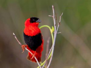 The 10 Best birding spots in Uganda