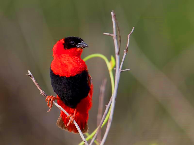 northern red bishop