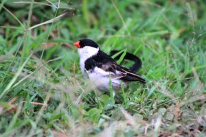 pin-tailed whydah The 10 Best birding spots in Uganda