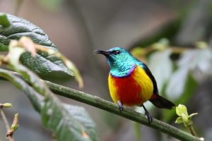 Helpful Birdwatching Tips and Precautions. regal sunbird