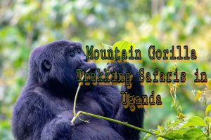 10 jours de visite des primates en Ouganda