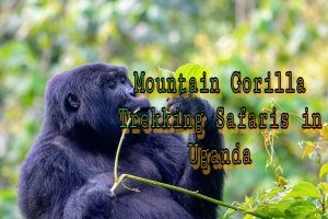 Game Drive Safaris in Uganda, Rwanda, Kenya and Tanzania