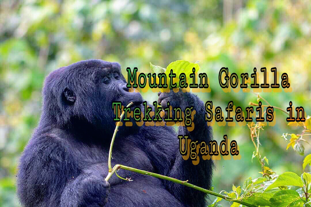 Mountain Gorillas Uganda