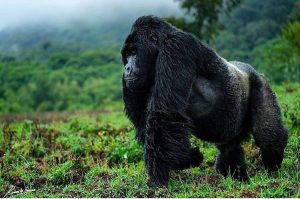 gorilla uganda Safaris Gorilla Trekking, Primate Safaris An insight of the 10 National Parks Destinations in Uganda