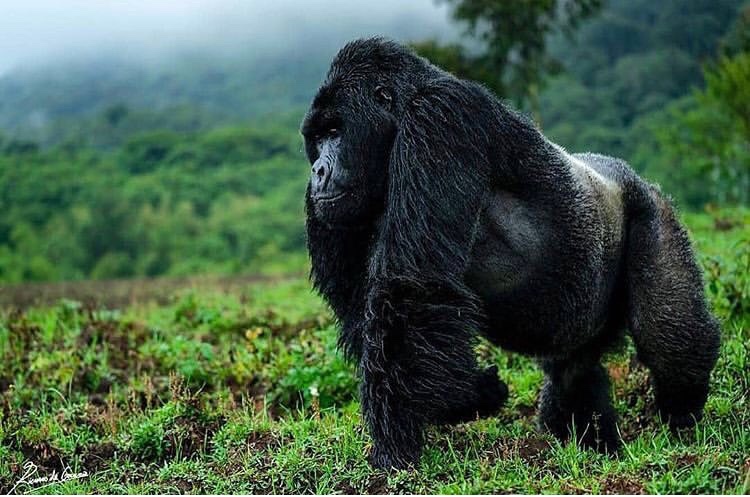 Duties of a Silverback in a Gorilla Group