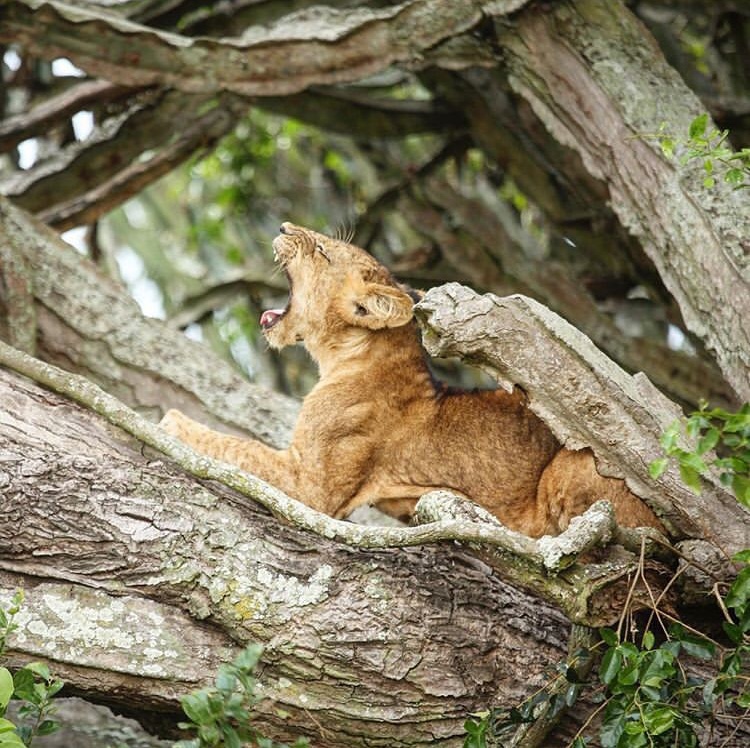 Lion cub yawning