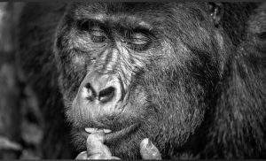 13 ימים גורילה שימפנזה הרגלה וסיור בטבע