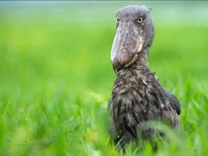 The 10 Best birding spots in Uganda