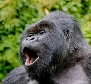 6 Days Uganda Flying Tour (Murchison Falls Safari and Bwindi Gorillas) Gorilla Yearning in the wild img_5481.jpg