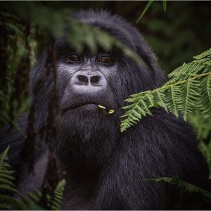 5 Days Uganda Primates Safari (gorilla and chimpanzee tracking safari)