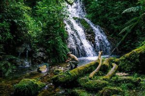 Tour avventuroso della fauna selvatica dell'uganda di 8 giorni