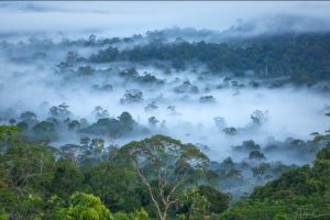 Chimpanzee Trekking Safaris