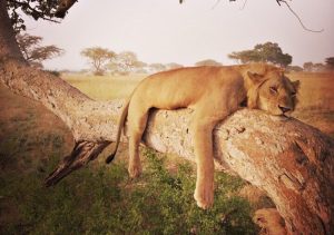 The Tree Climbing Lions in Uganda Ishasha Sector of Queen Elizabeth