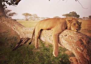 Quick Adventure Packages in Africa Today