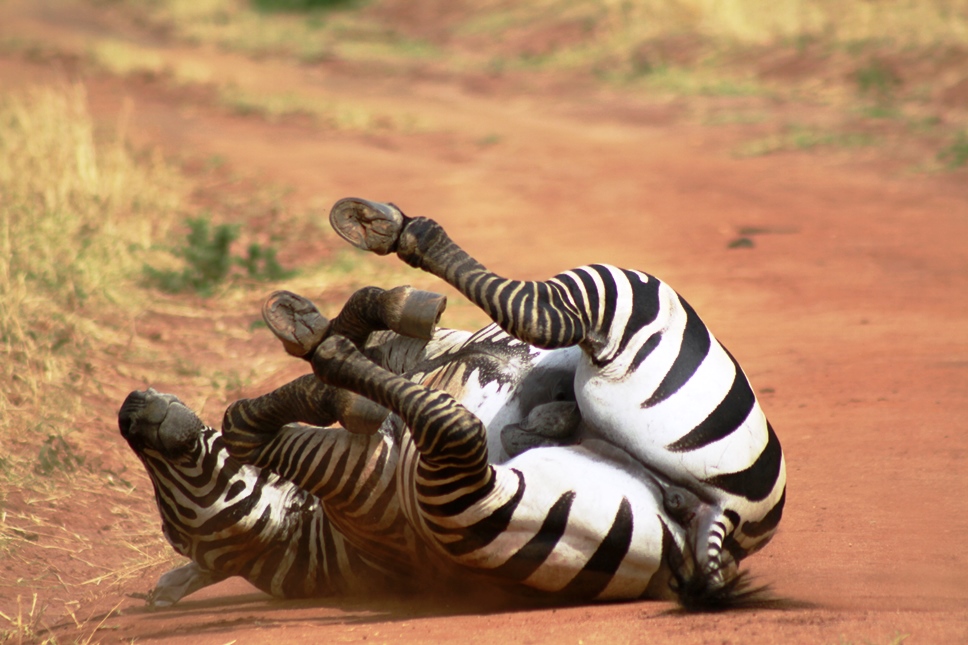 Fun and Amazing Interesting Facts about Zebras
